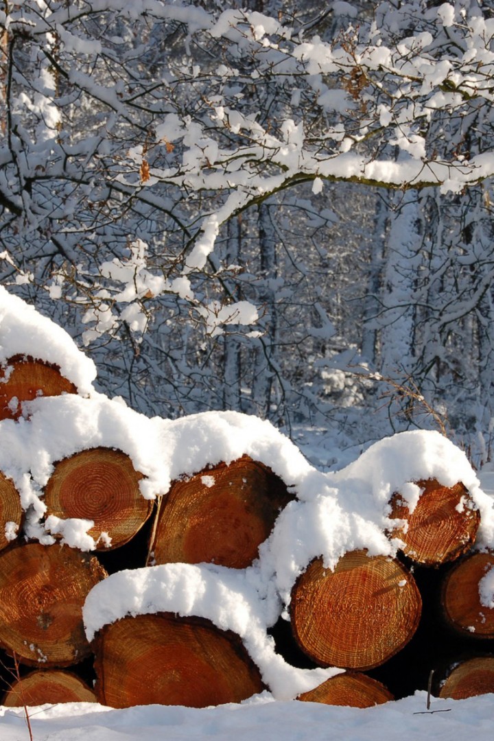 Новогоднее бревно. Зимний лес бревно. Деревья в зимнем лесу. Бревна зима.