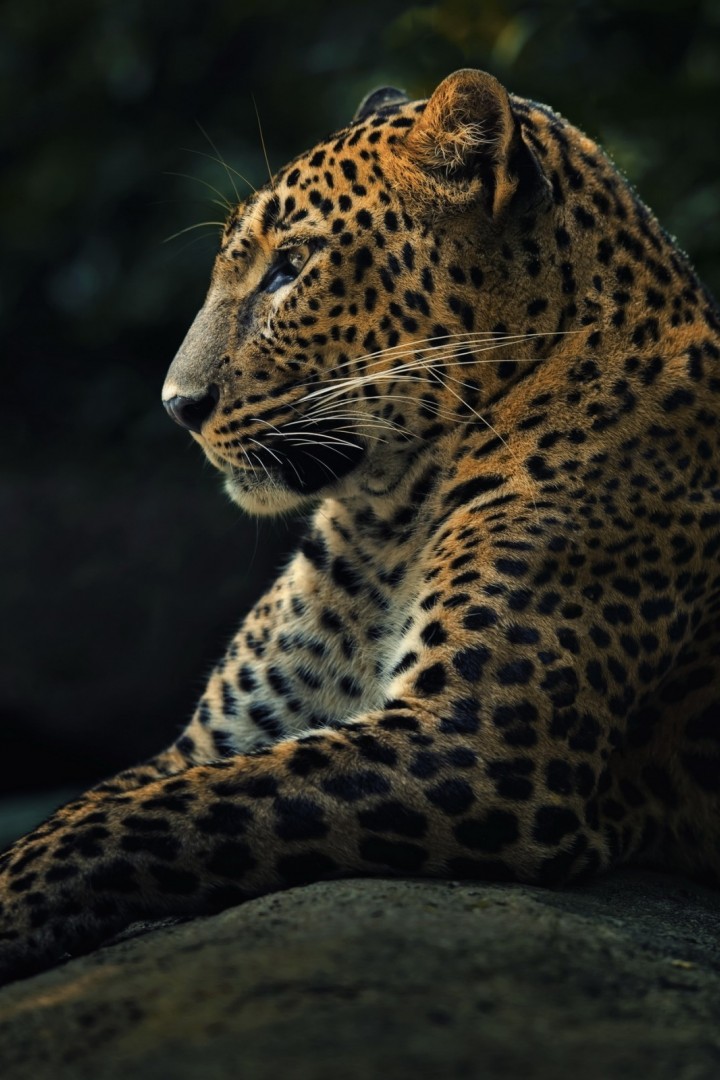 Грациозный леопард 720x1080