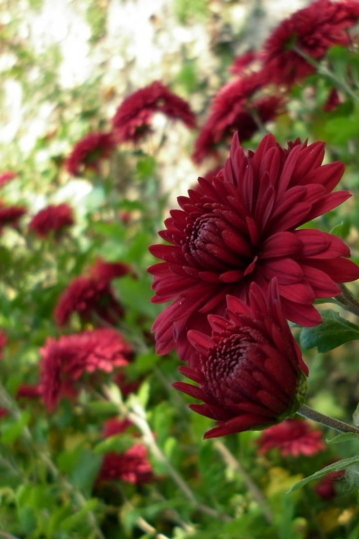 Красивые бордовые цветы 720x1080