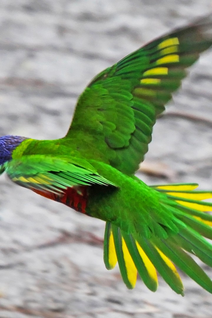 Летящий зеленый попугай 720x1080