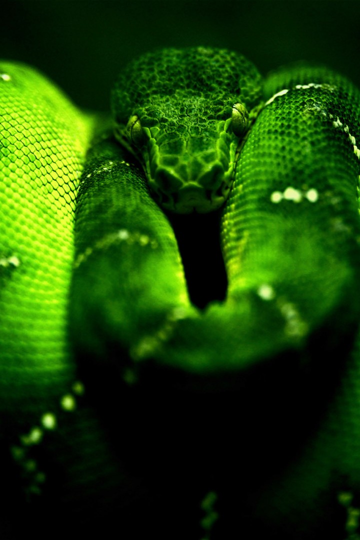 Опасная зеленая змея 720x1080
