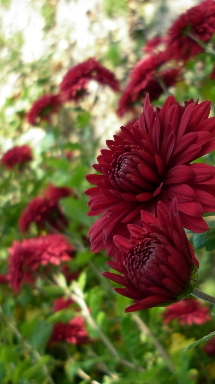 Красивые бордовые цветы 750x1334