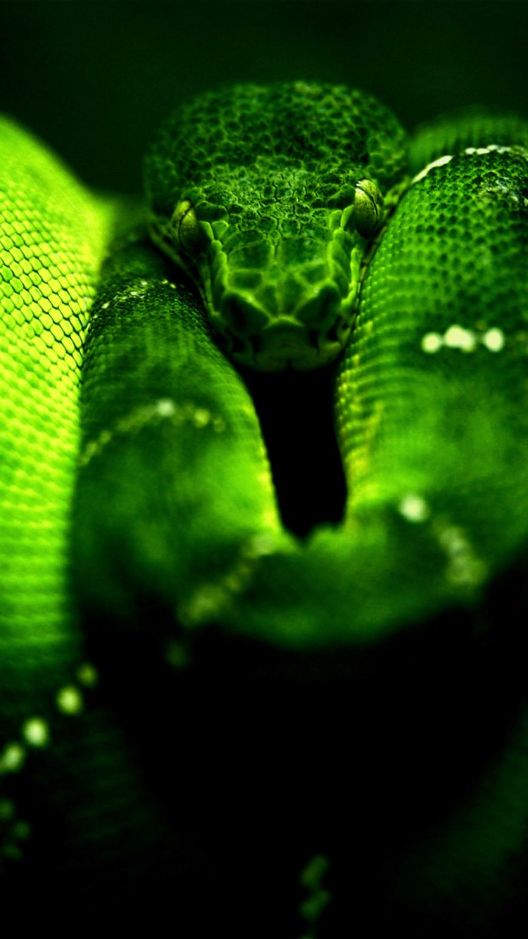 Опасная зеленая змея 750x1334