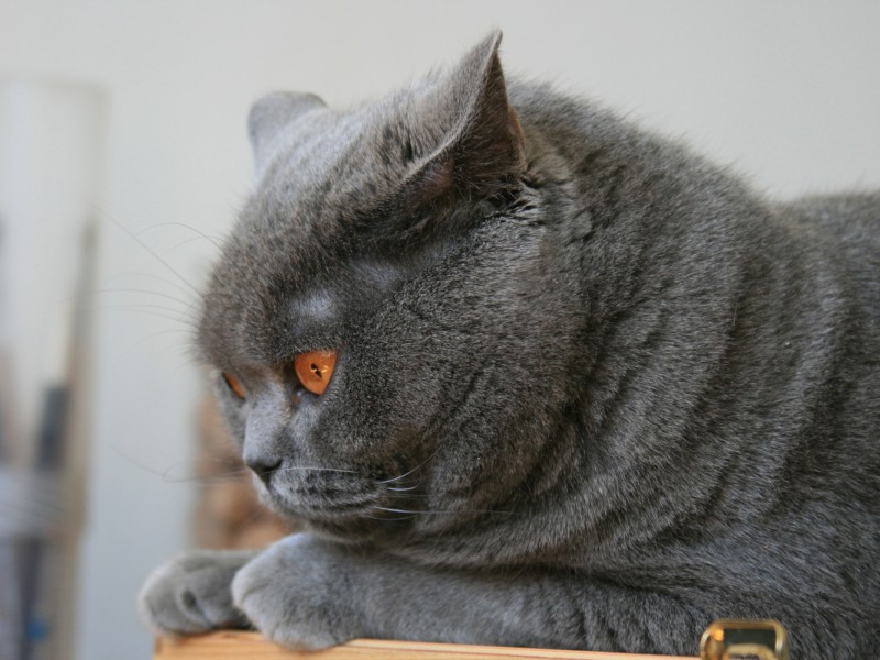 Толстый серый кот 800x600